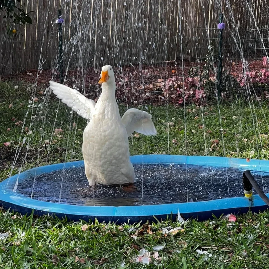 Piscina Inflável para Animais  - Slip Slide Water Mat avaliação e preço